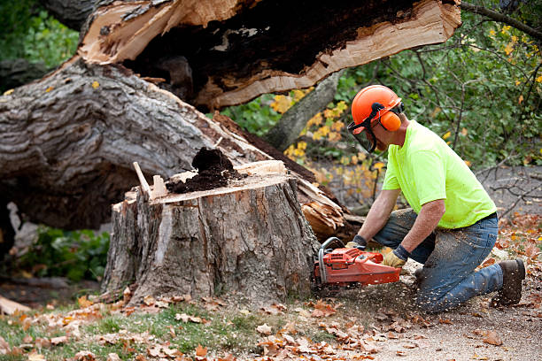 Trusted Las Vegas, NM  Tree Services Experts